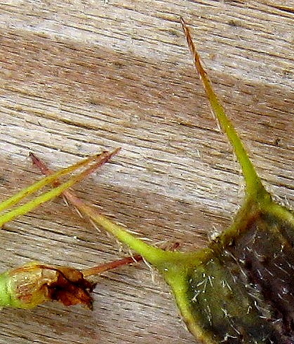Bidens frondosa / Forbicina peduncolata